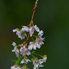 １０月桜