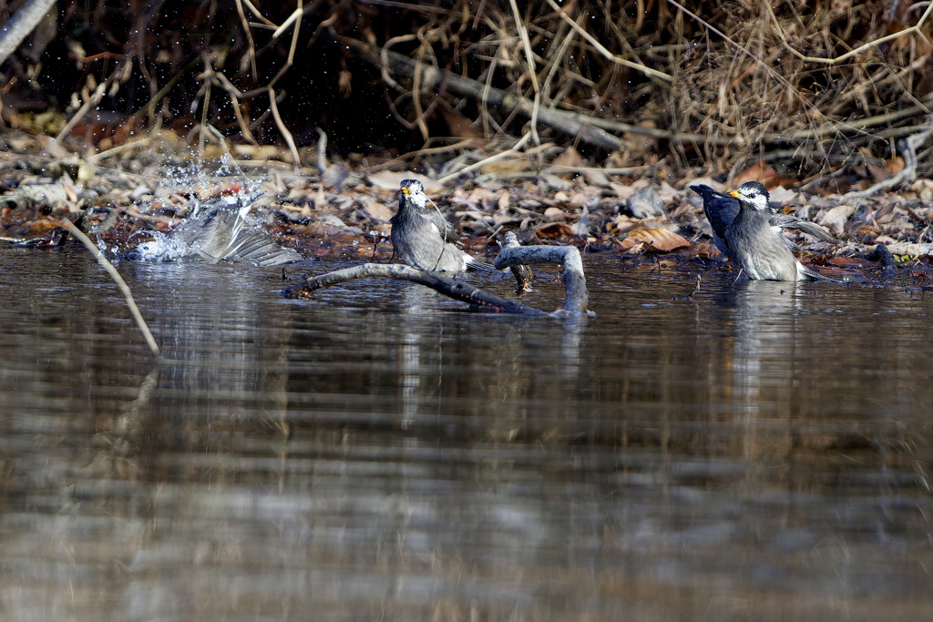 寒いのに元気だね(*^^*)