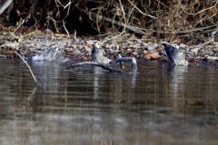 寒いのに元気だね(*^^*)