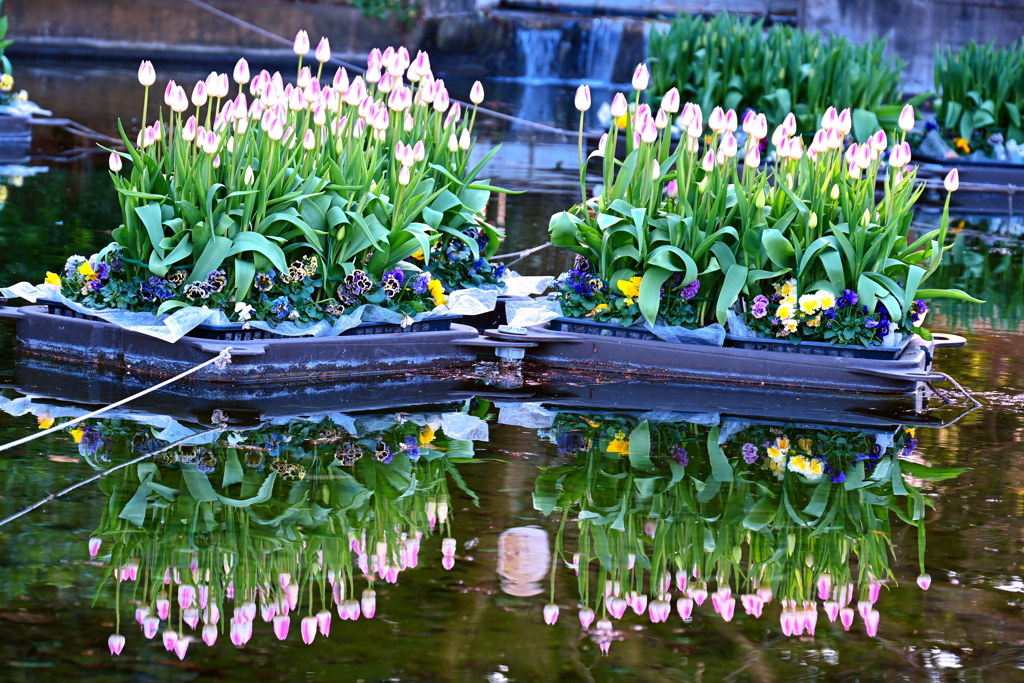 クリークでチューリップ