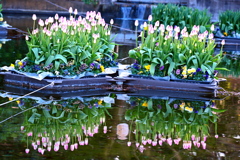 クリークでチューリップ