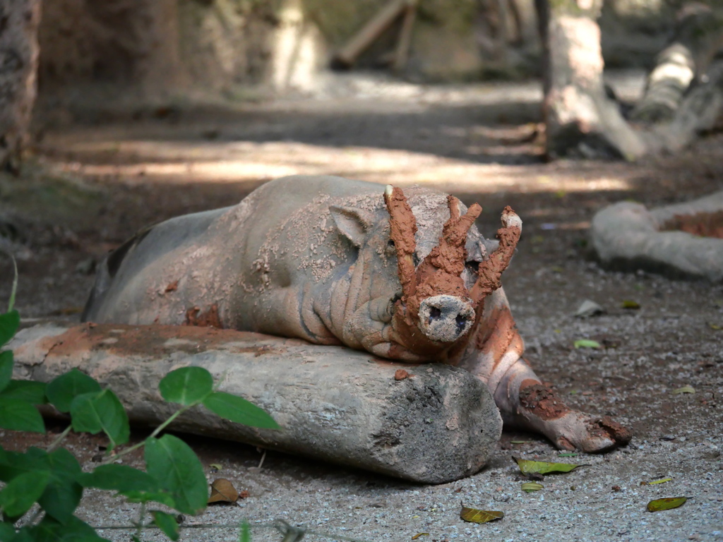 BABIRUSA
