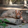 BABIRUSA