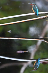 reflection