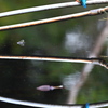 reflection