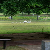 公園デビュー