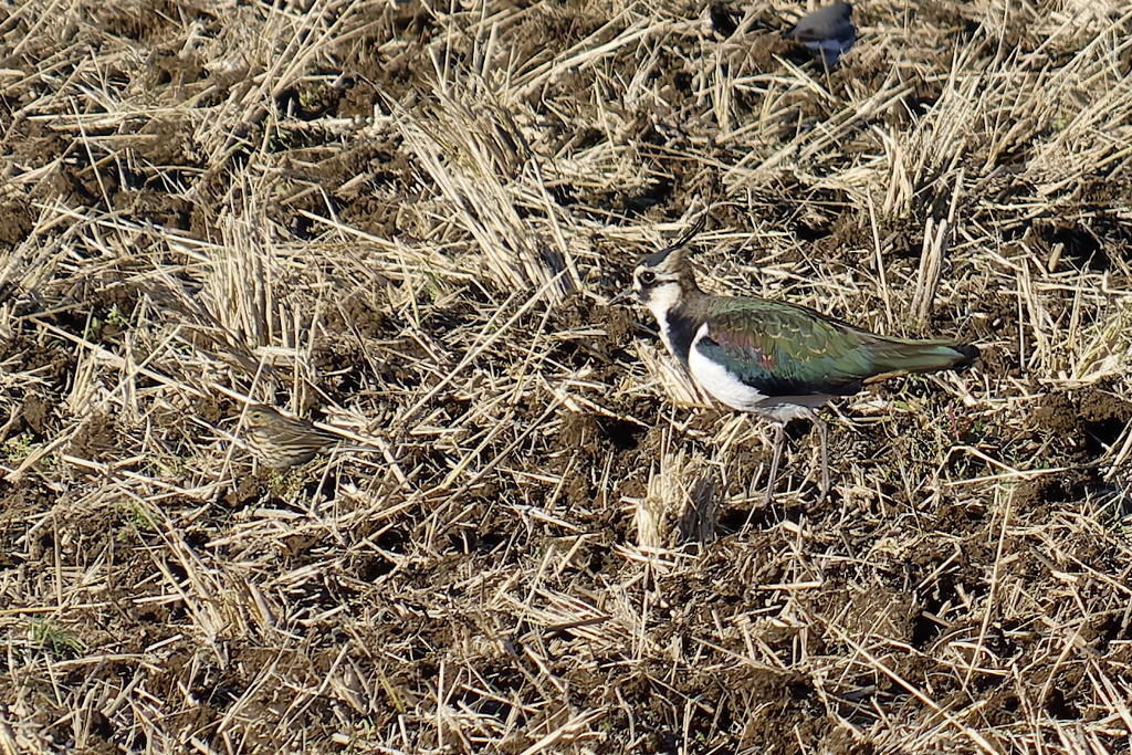 分かるかなタヒバリさんだよね