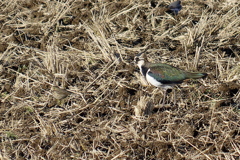 分かるかなタヒバリさんだよね