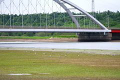 温根沼大橋とウミネコ