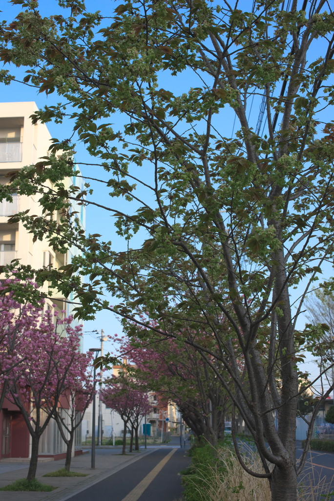 御衣黄桜の並木道