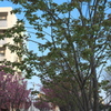 御衣黄桜の並木道