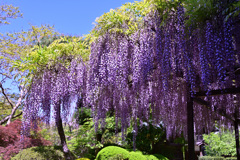 お寺の藤棚