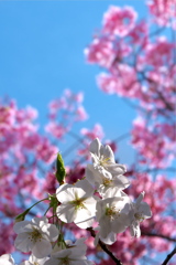 吉野の山桜