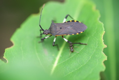 近隣マンションの草木 Ⅱ