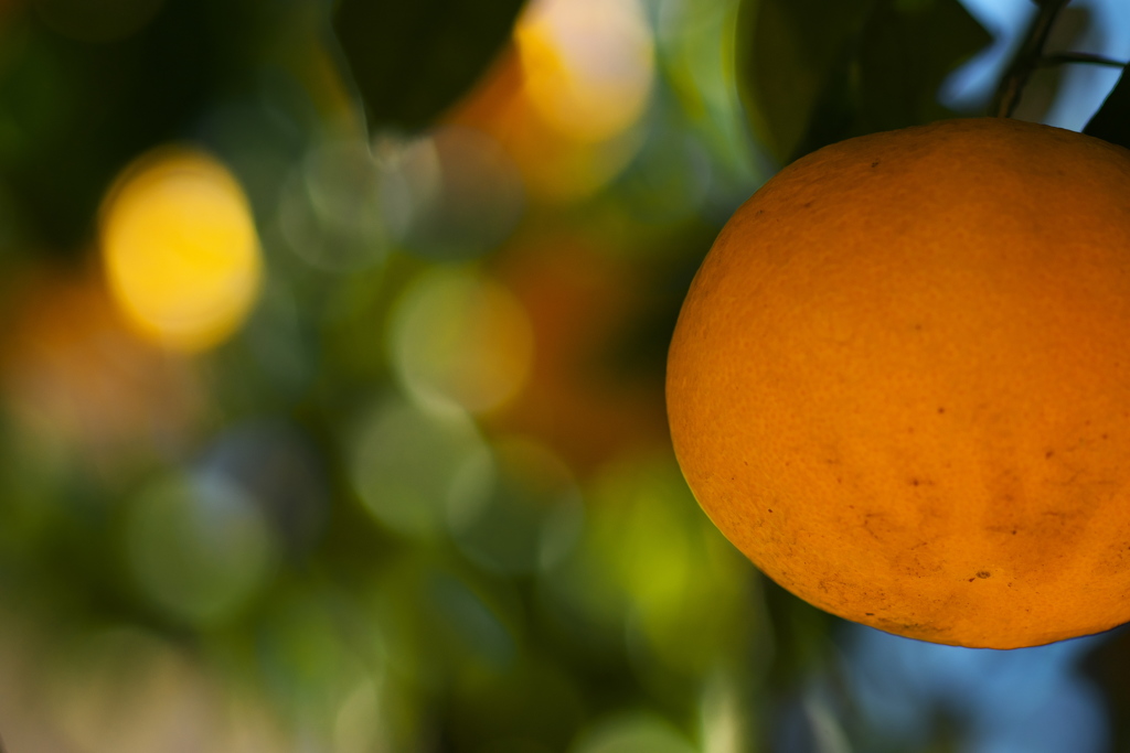 ”オレンジの悪魔”