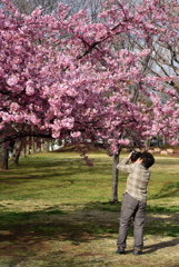 河津桜とカメラ女子