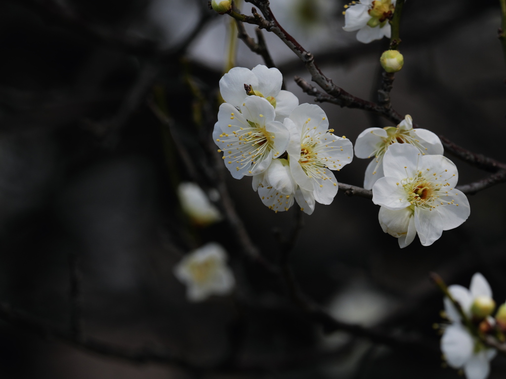 白梅も咲き始めた