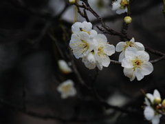 白梅も咲き始めた