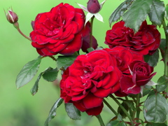 秋薔薇　ラバグルート