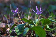 カタクリの花の季節