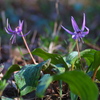カタクリの花の季節
