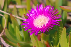 Carpobrotus chilensis