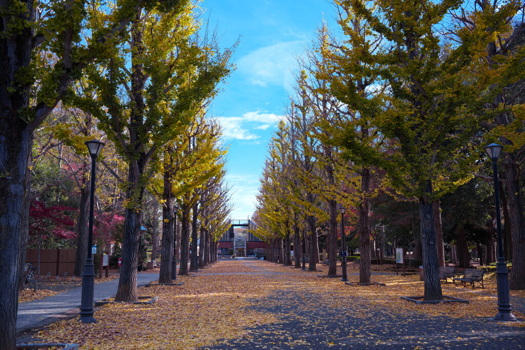 晩秋の銀杏並木