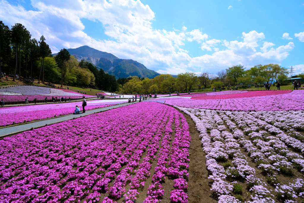 武甲山と羊山公園の芝桜