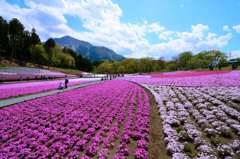 武甲山と羊山公園の芝桜