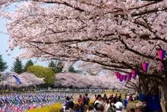 鶴生田川の桜