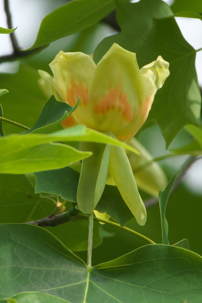 ❀ユリノキの花❀