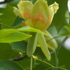 ❀ユリノキの花❀