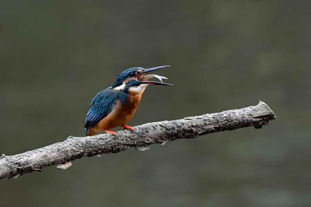 Compare with Kingfisher（７）