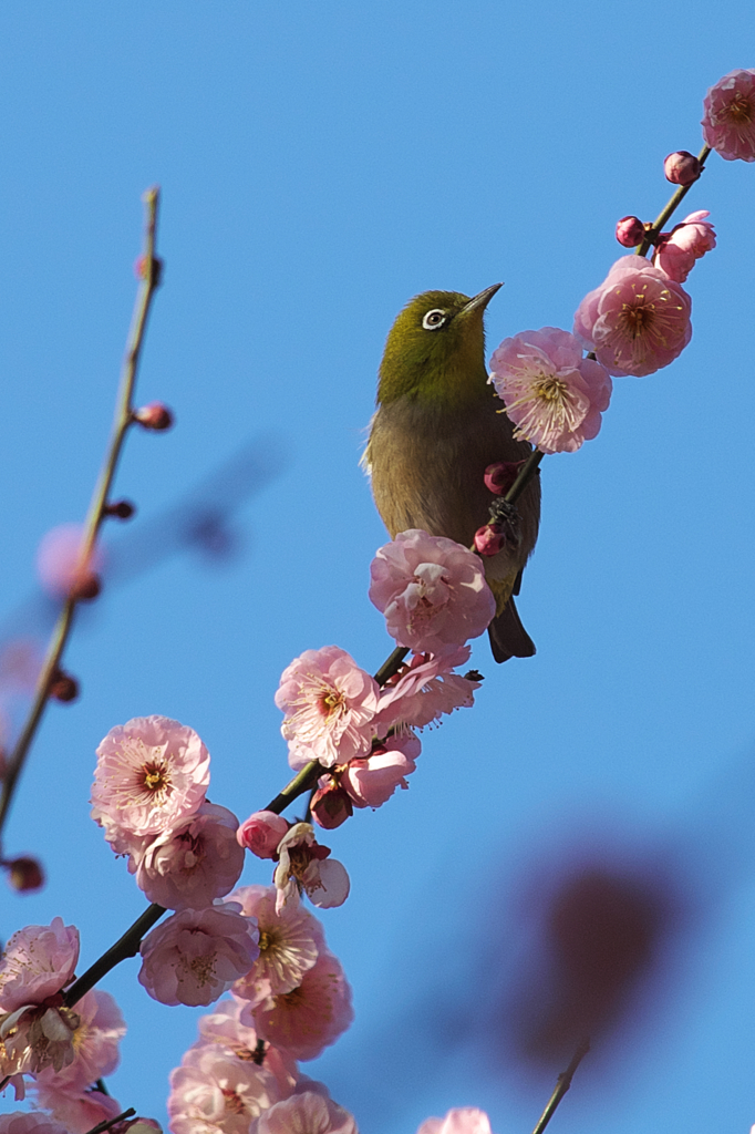 梅次郎