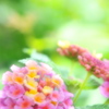 公園散歩≫≫ランタナ