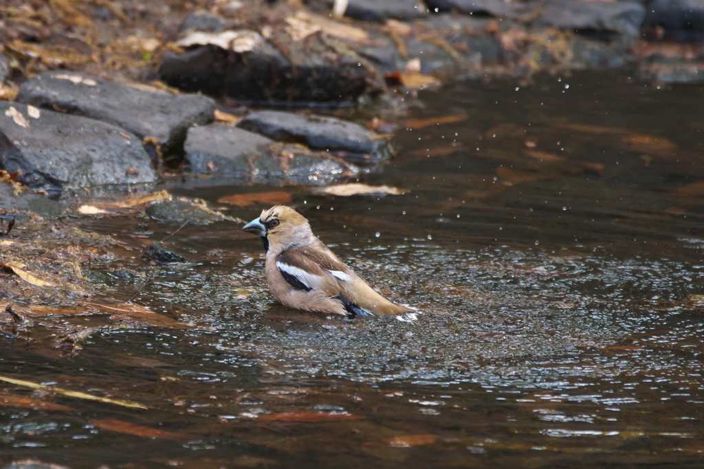 目付きが怖ーい