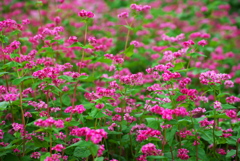 赤い蕎麦の花