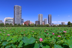 蓮華の池之端