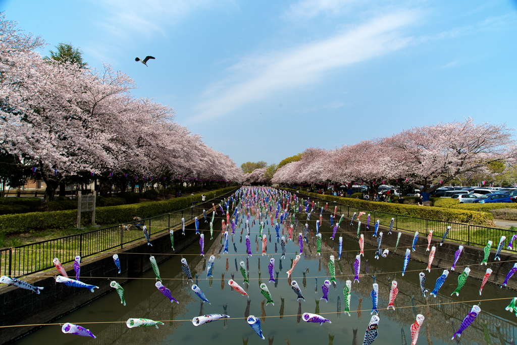 鶴生田川の桜と鯉のぼり