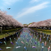 鶴生田川の桜と鯉のぼり