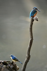 青い鳥の遭遇