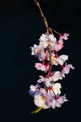 紅八重枝垂れ桜