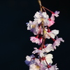 紅八重枝垂れ桜