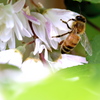 卯の花にミツバチ