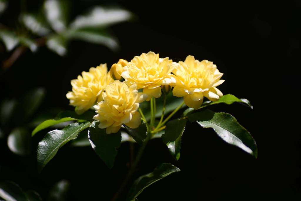 団地の花壇