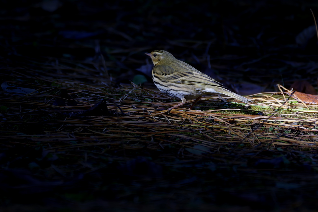 帰って来たビンちゃん