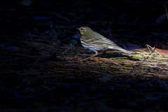 帰って来たビンちゃん