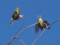 近所の小川で探鳥（３）