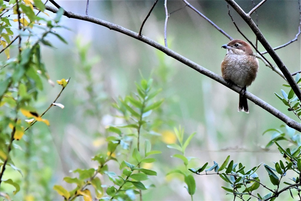 １１月⋙手賀沼の野鳥達（２）
