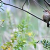 １１月⋙手賀沼の野鳥達（２）